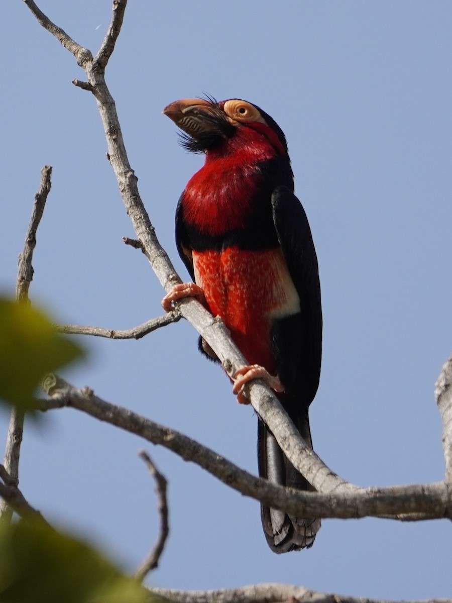 Bearded Barbet - Ben Costamagna