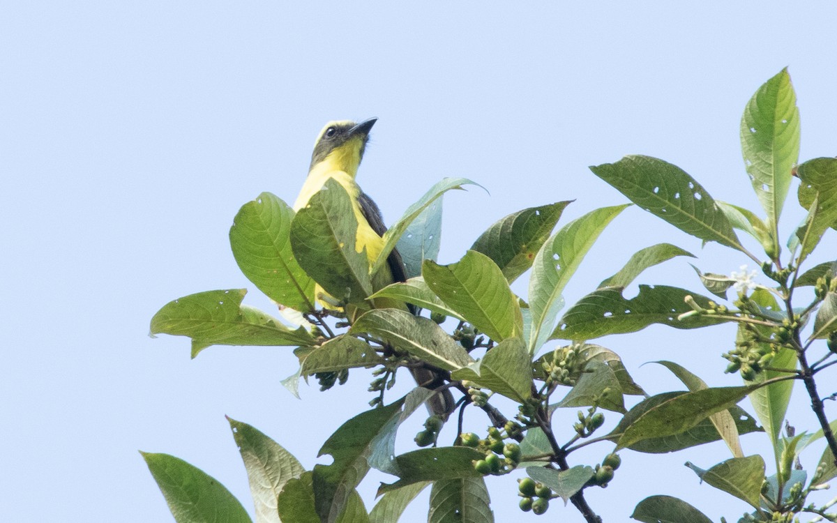 Lemon-browed Flycatcher - ML616460998