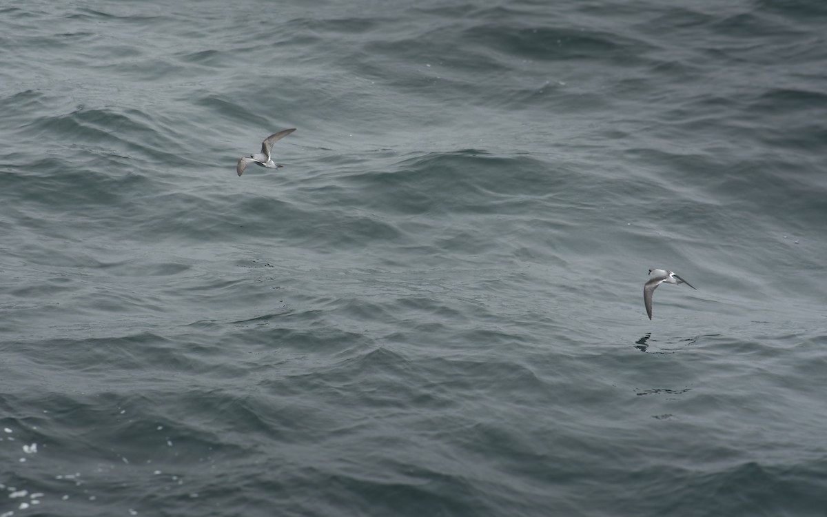 Fork-tailed Storm-Petrel - Shashika Bandara