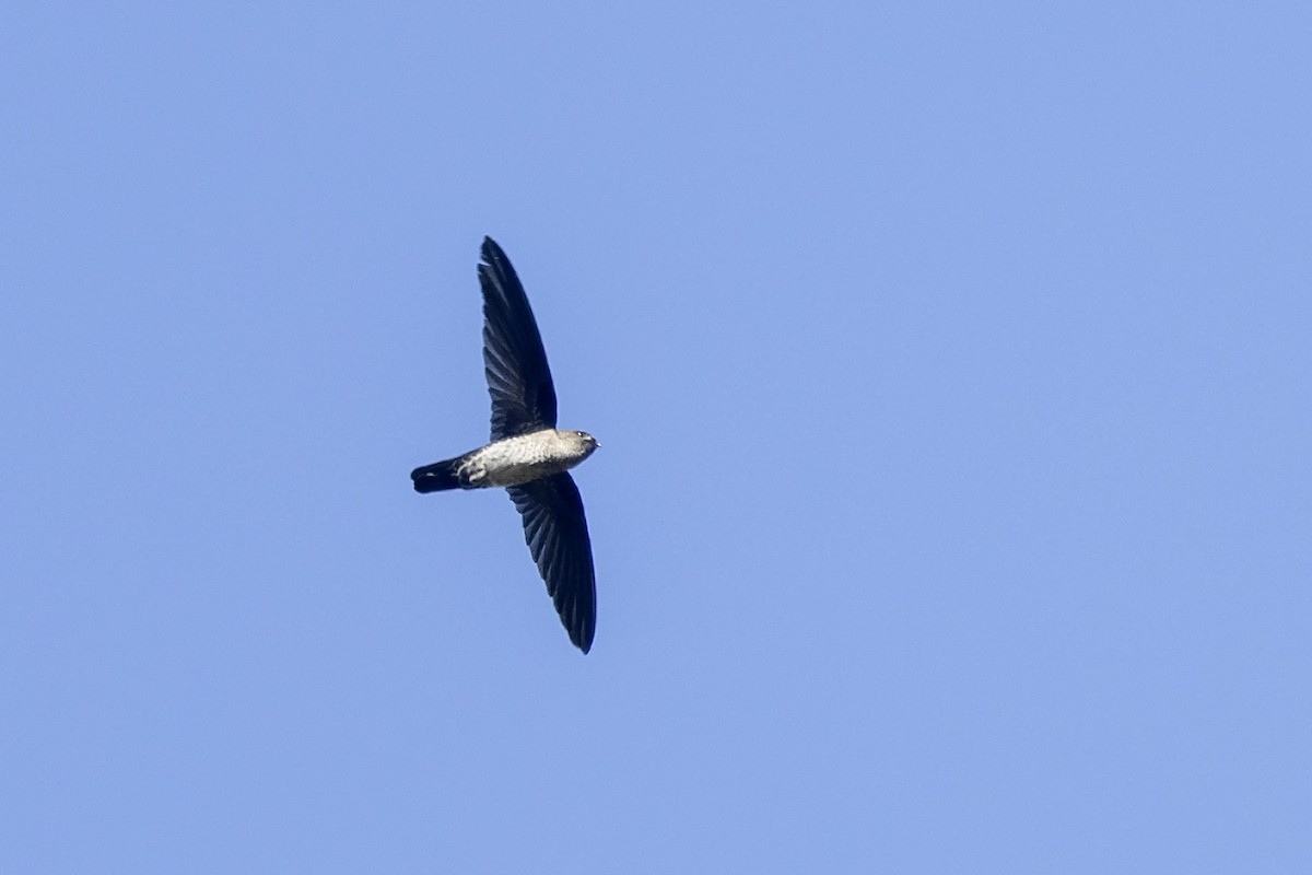 Gray-rumped Swiftlet - Niall D Perrins