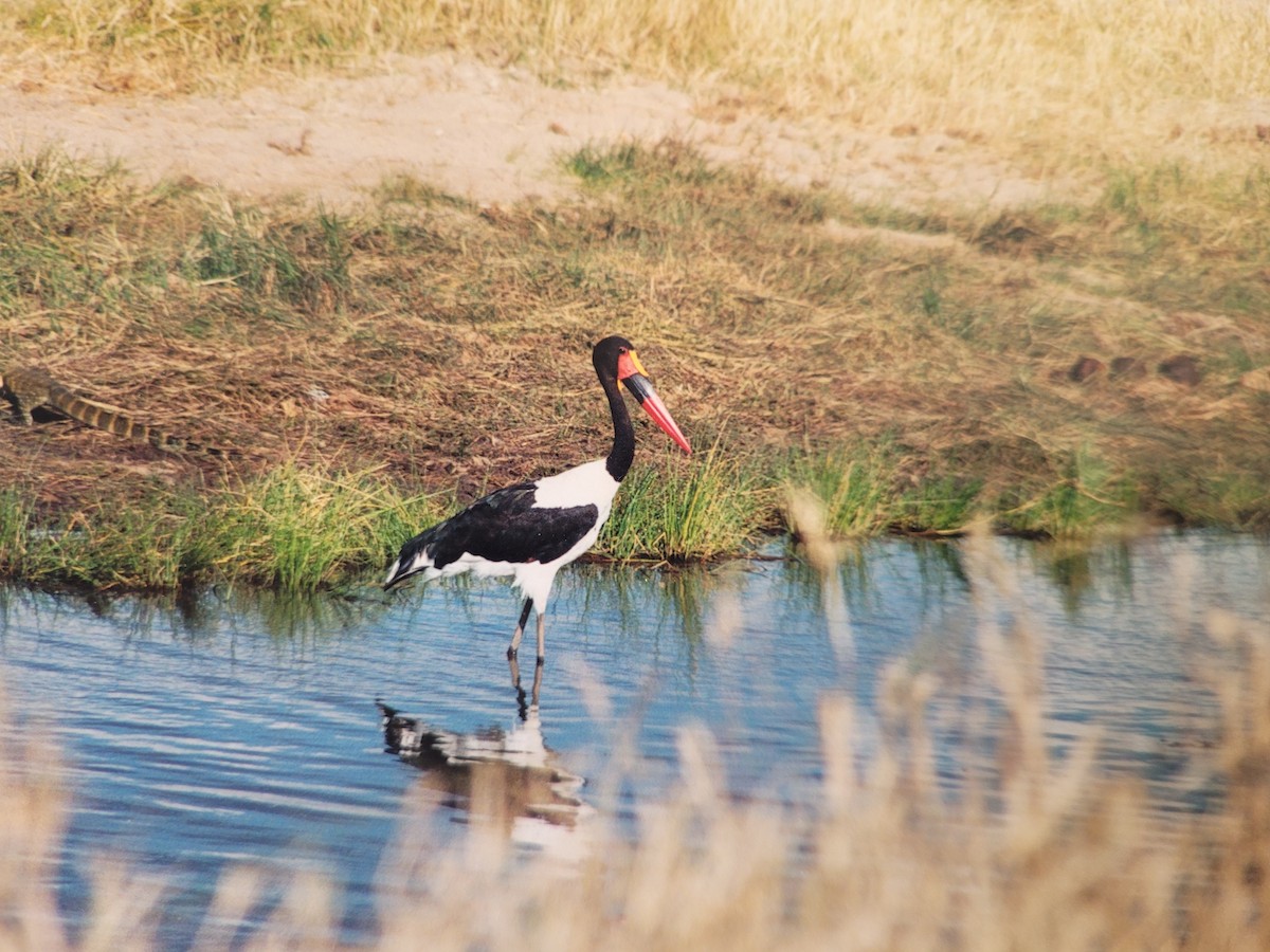 sadelnebbstork - ML616461072