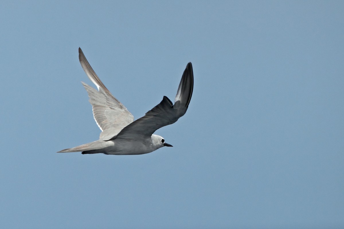 Gray Noddy - Adrian Boyle