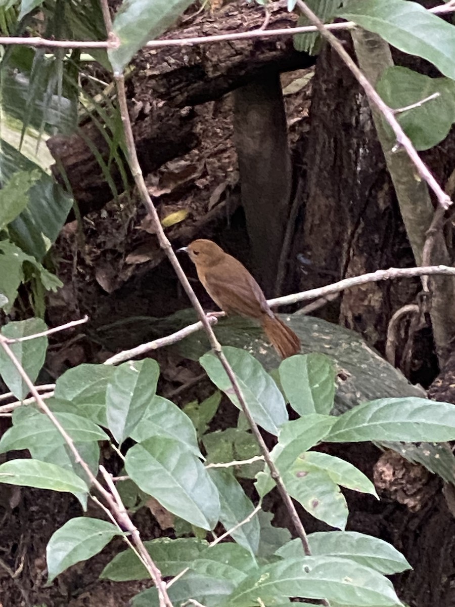 Red-throated Ant-Tanager - Eric Schill