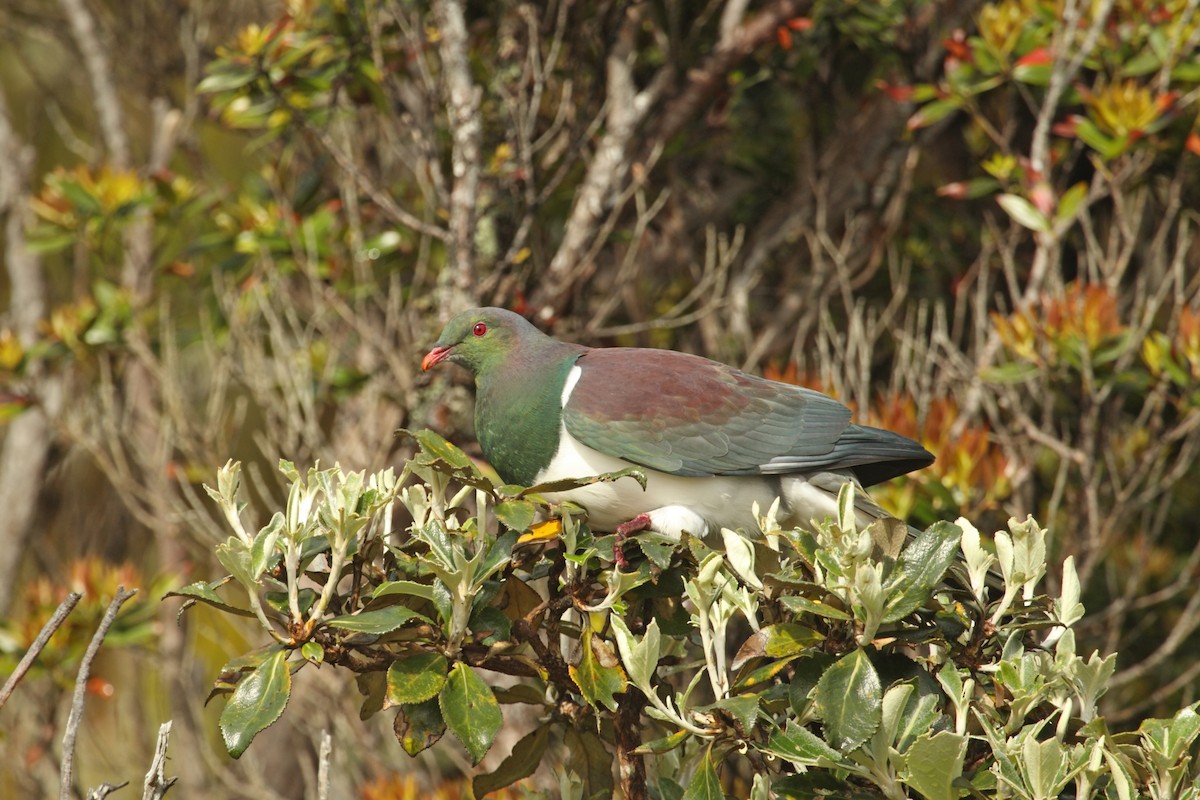 Маорийский плодовый голубь - ML616461222