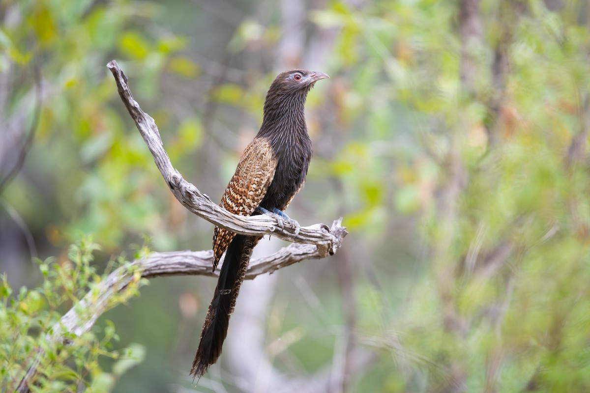 Pheasant Coucal - Nik Mulconray