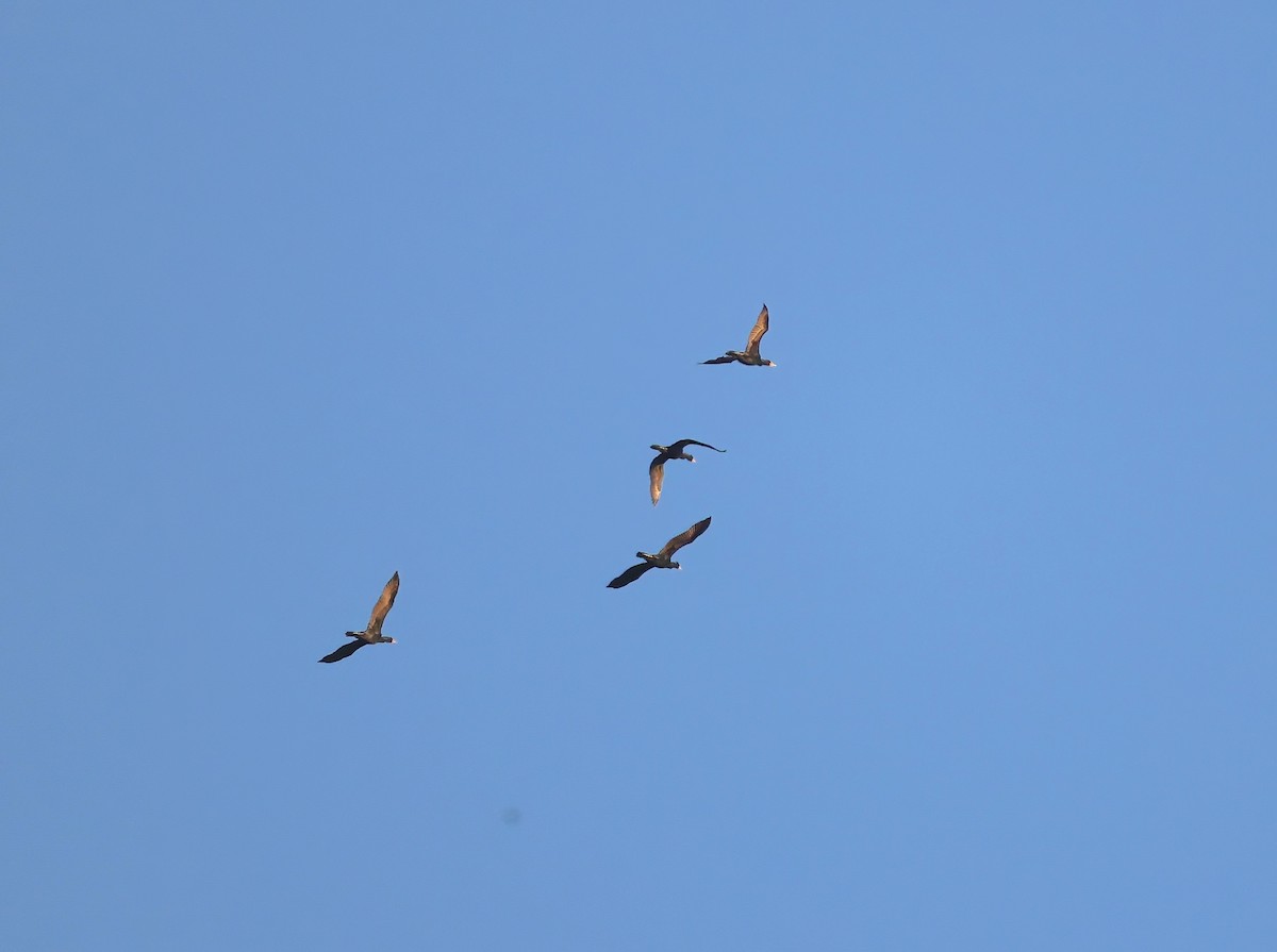Double-crested Cormorant - Anir Bhat