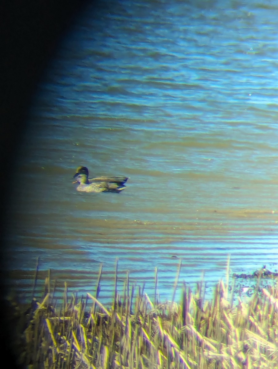 Gadwall - ML616461275