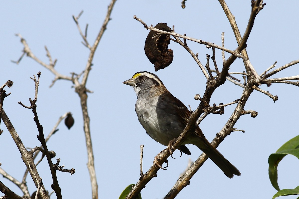 White-throated Sparrow - Alfredo Sánchez Galán