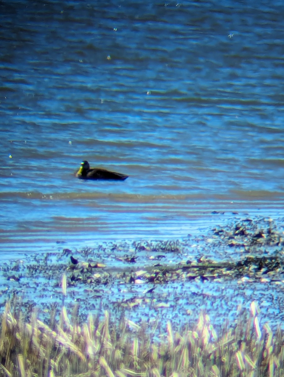 American Black Duck - ML616461299