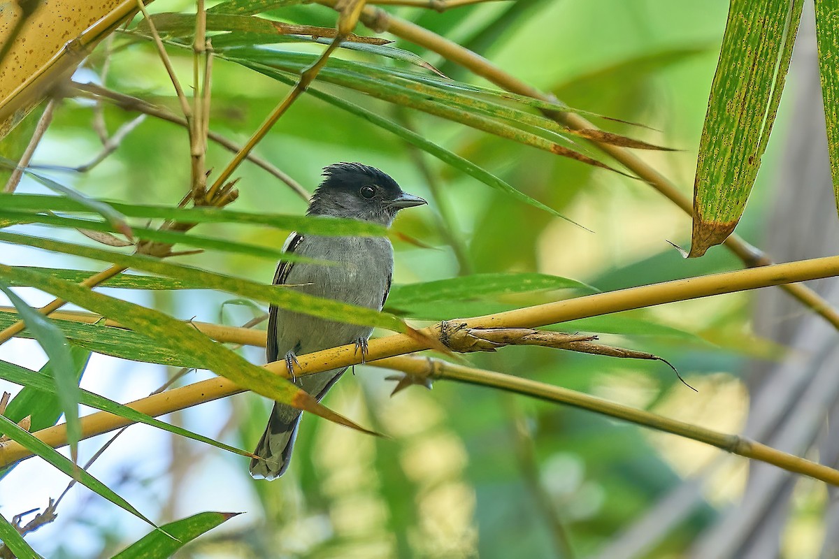 White-winged Becard - ML616461307