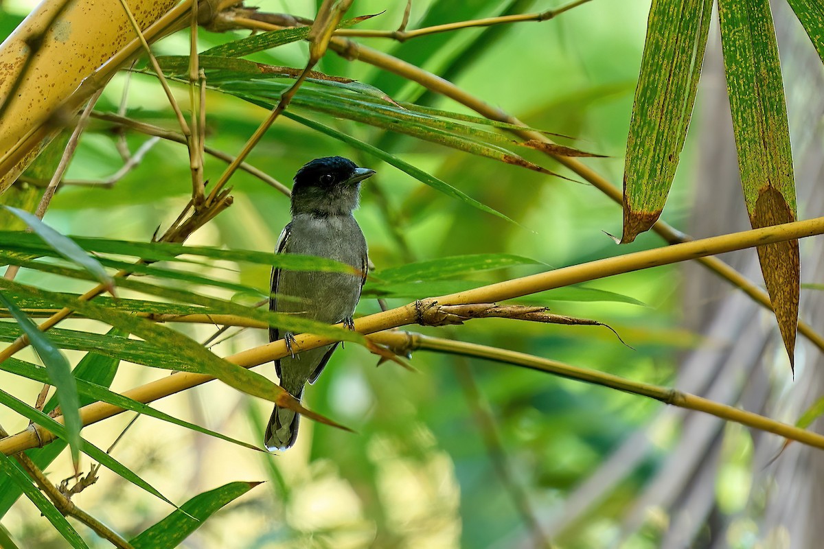 White-winged Becard - ML616461308