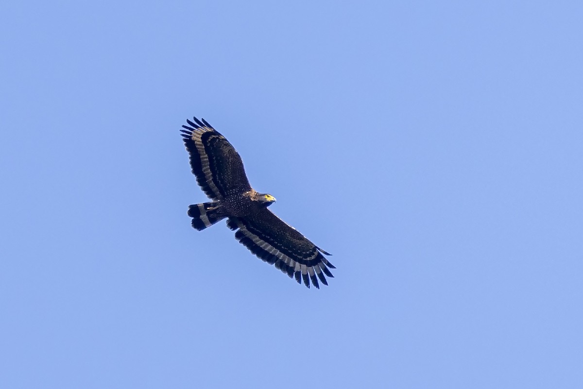 Philippine Serpent-Eagle - ML616461327