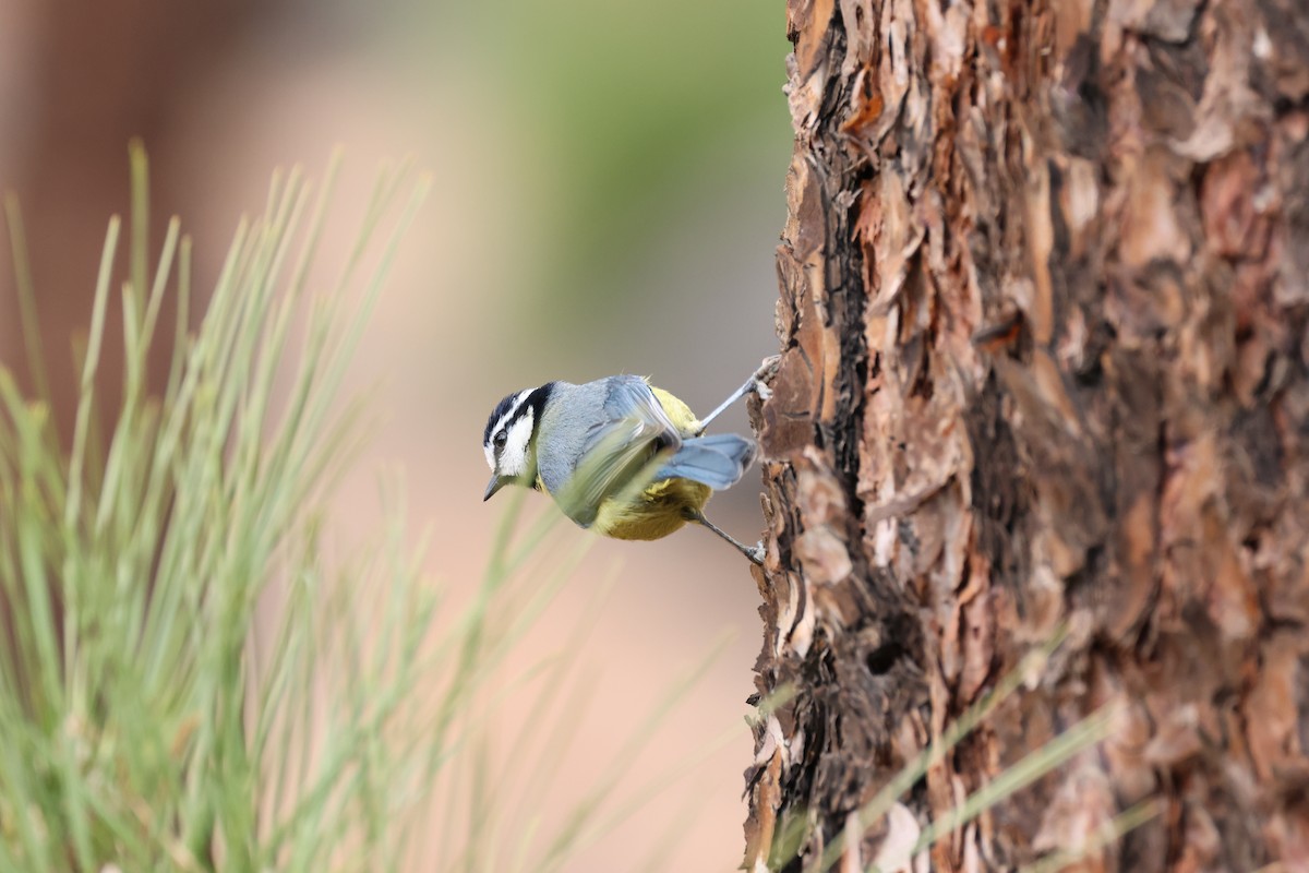 African Blue Tit - ML616461328