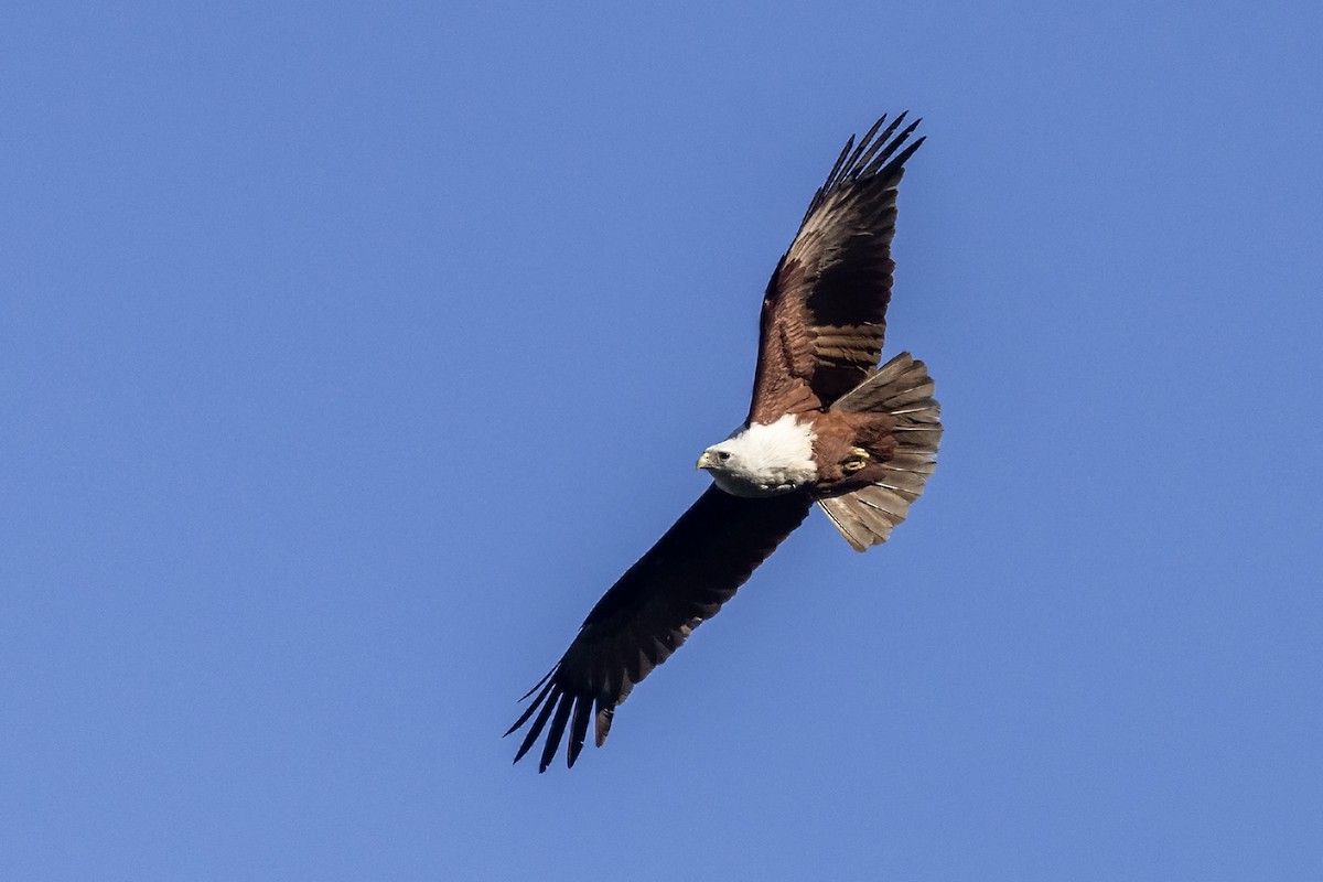 Brahminy Kite - Niall D Perrins