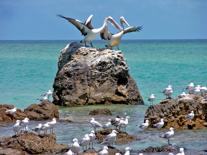 Gaviota Guanaguanare - ML616461437