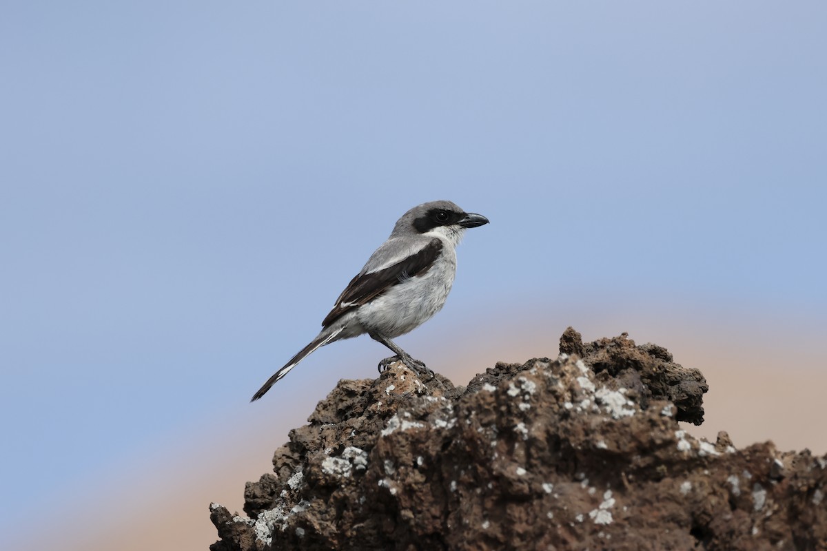 Great Gray Shrike (Sahara) - ML616461455