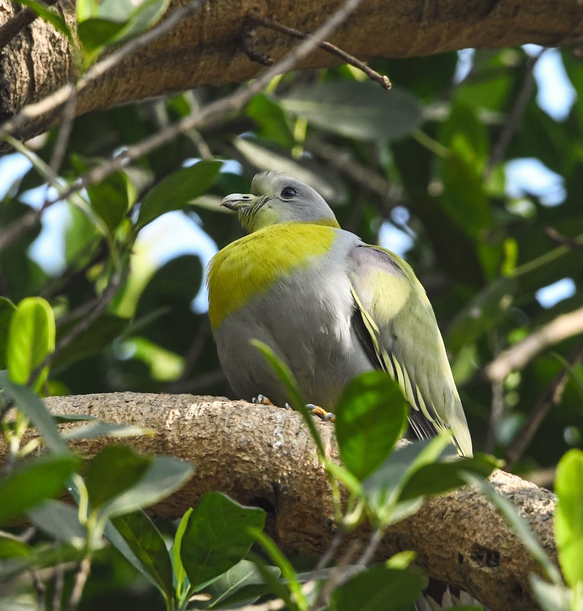 Yellow-footed Green-Pigeon - ML616461470