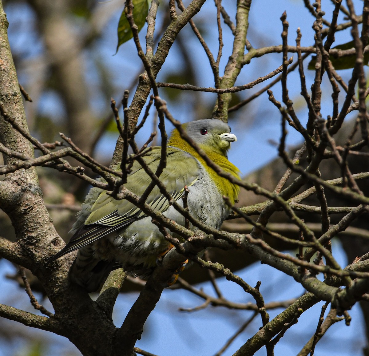 Yellow-footed Green-Pigeon - ML616461472