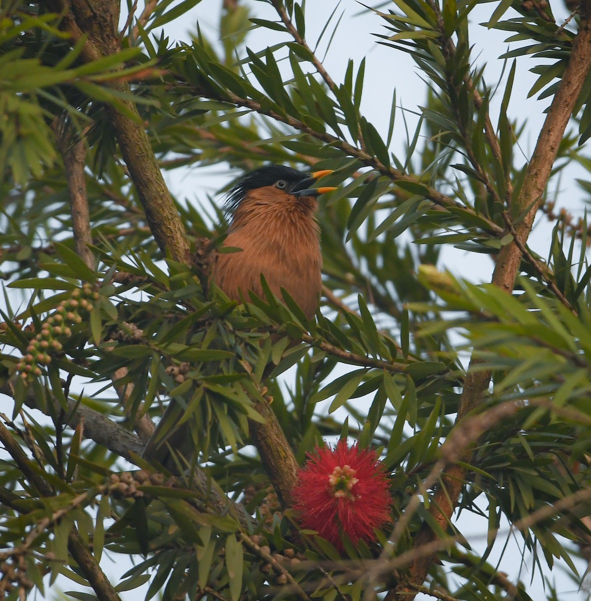 Brahminy Starling - ML616461482