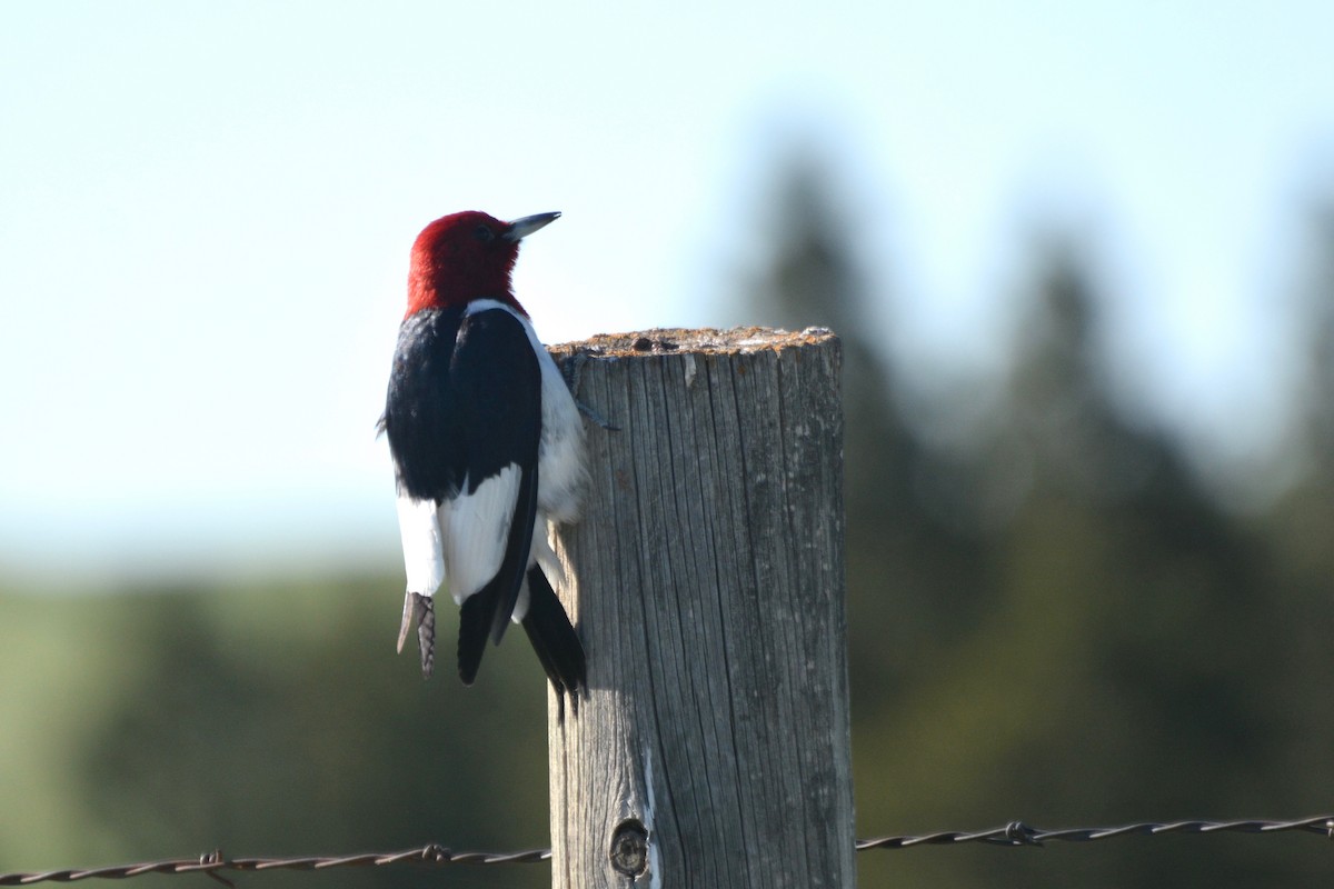 Red-headed Woodpecker - ML61646151