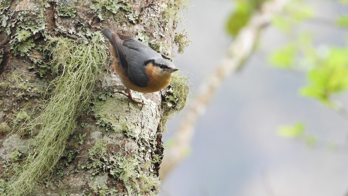 Eurasian Nuthatch - ML616461534