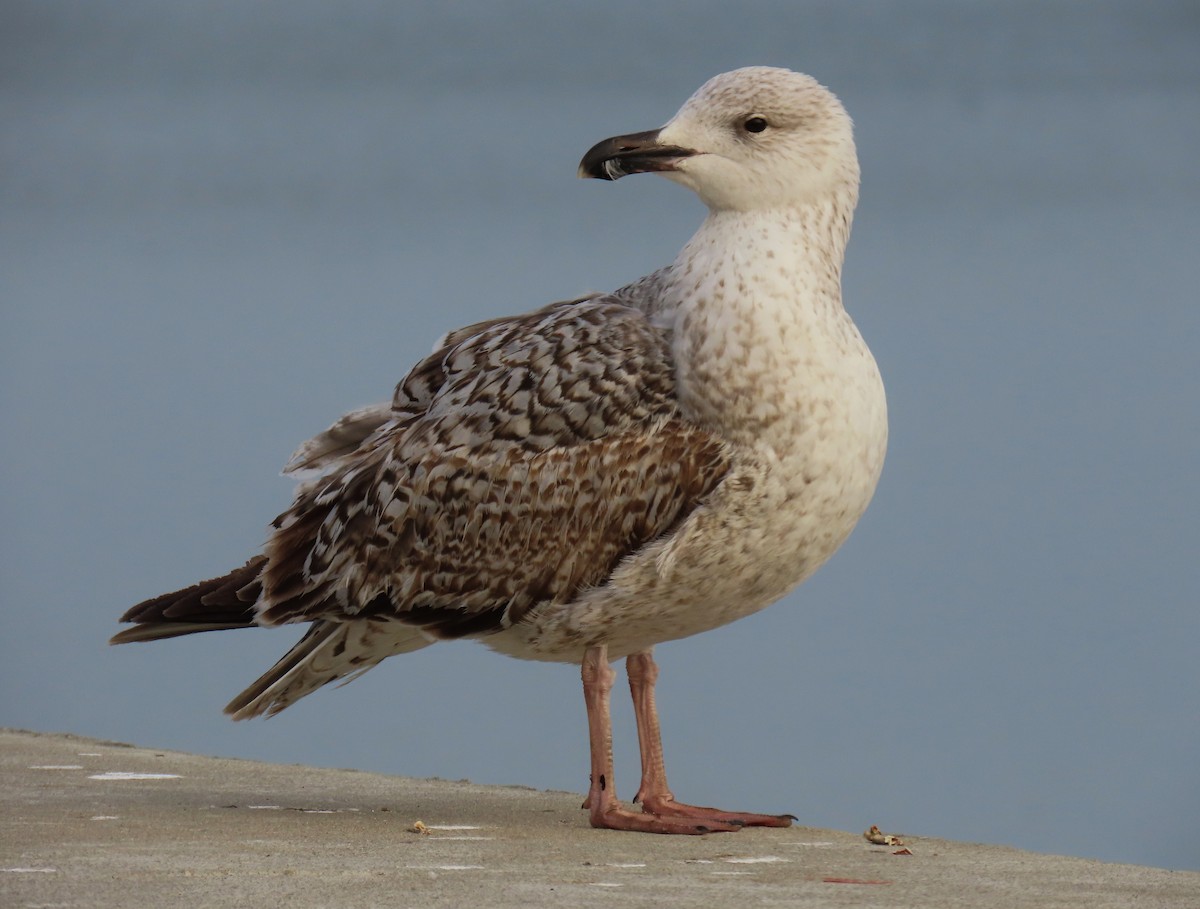 Great Black-backed Gull - ML616461567