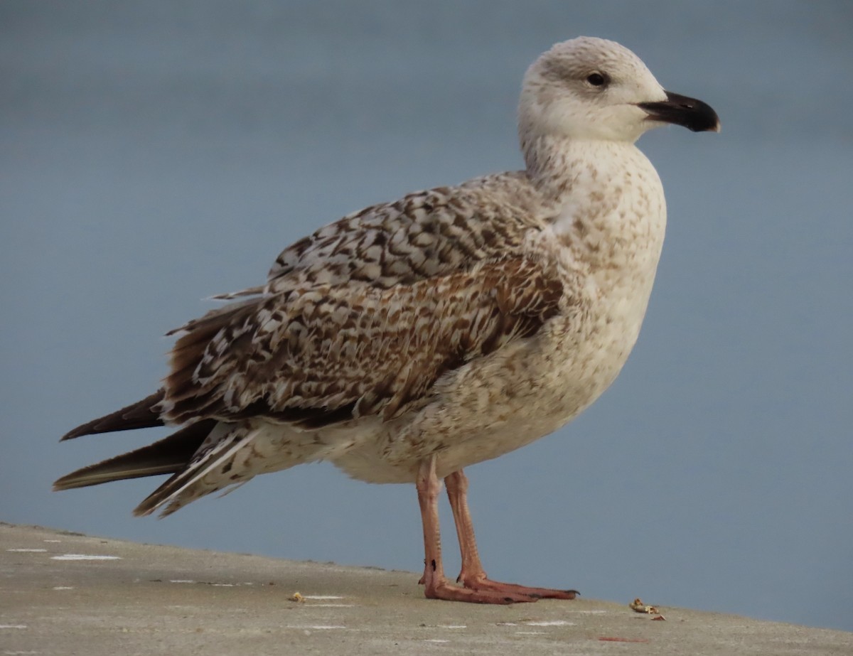 Great Black-backed Gull - ML616461573