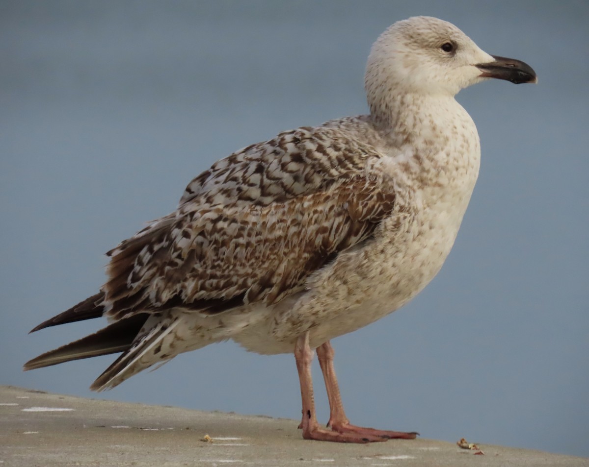 Great Black-backed Gull - Jim Sweeney