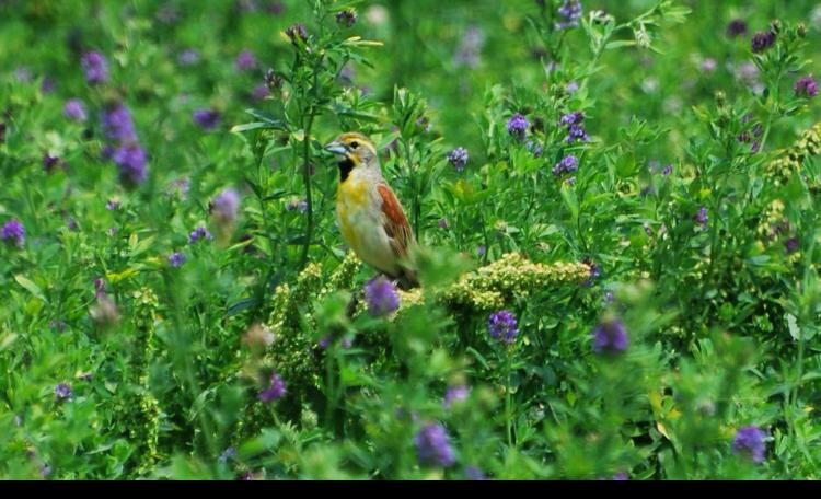 Dickcissel - kye jenkins