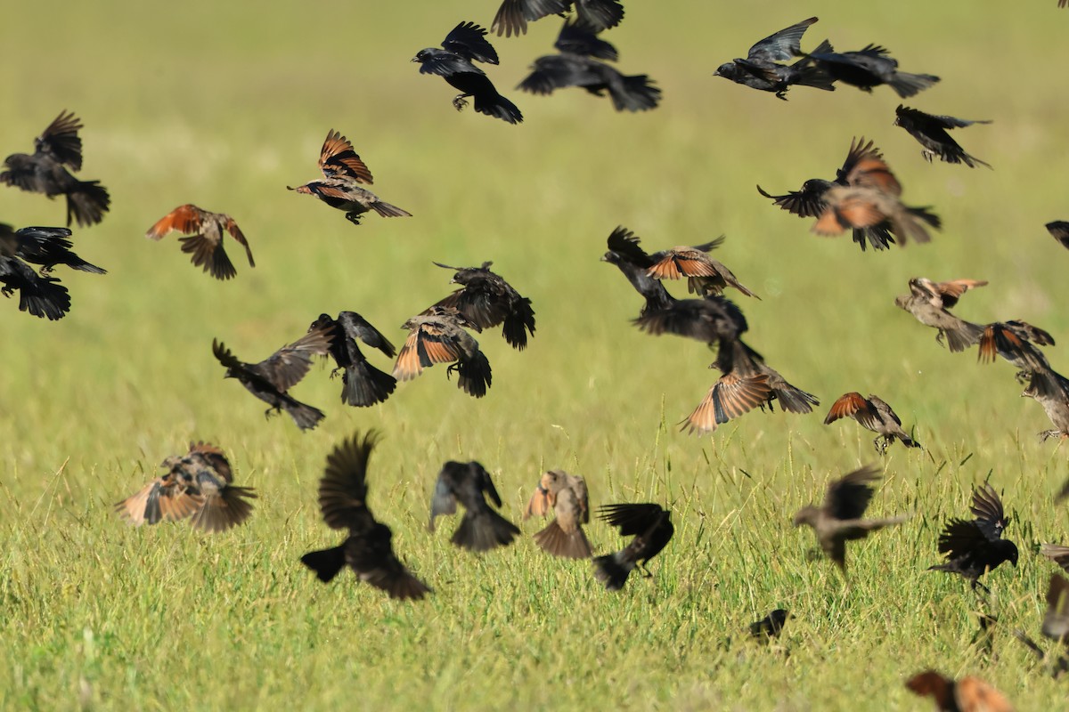 Screaming Cowbird - Serge Rivard