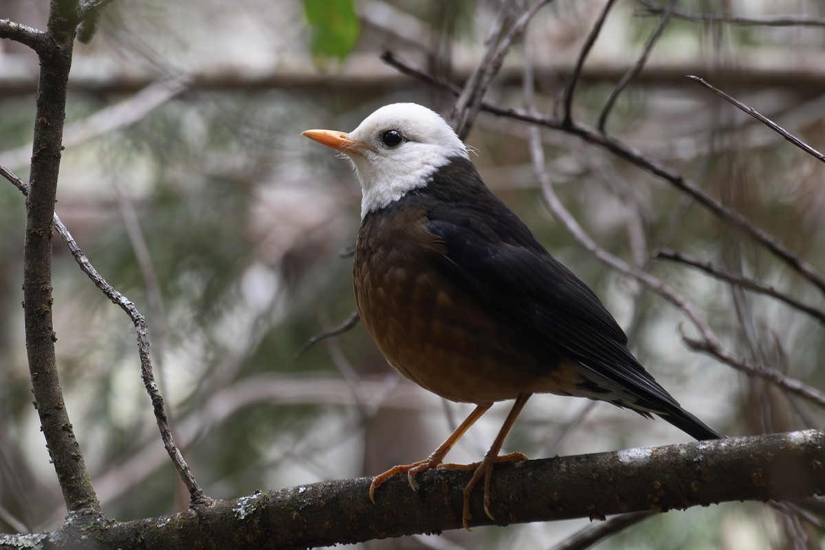 Taiwan Thrush - Hinata Kawamori