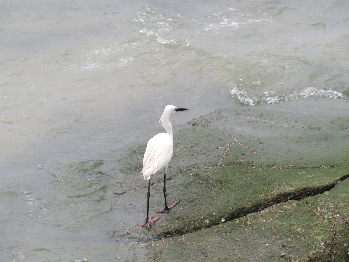 Little Egret - ML616461609