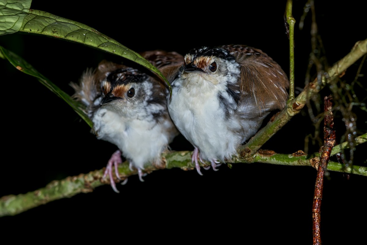 Striped Wren-Babbler - Dubi Shapiro