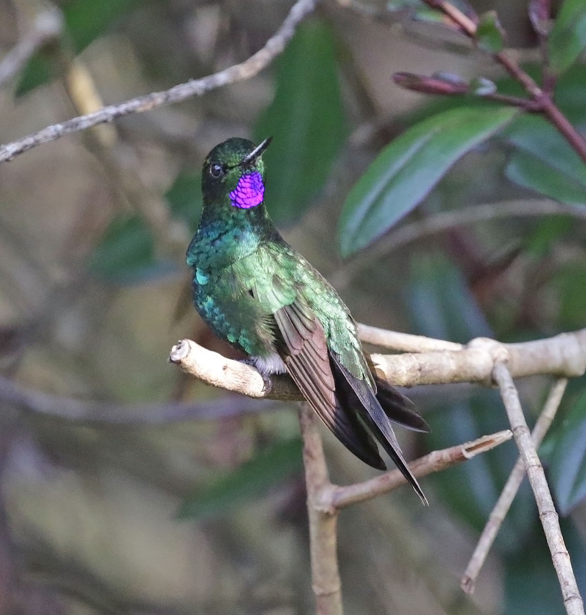 Glowing Puffleg - Trevor Ellery