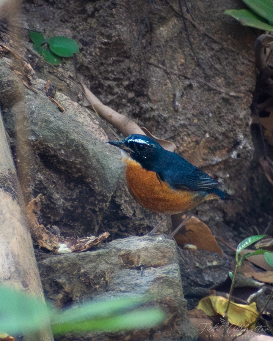 Indian Blue Robin - ML616461668