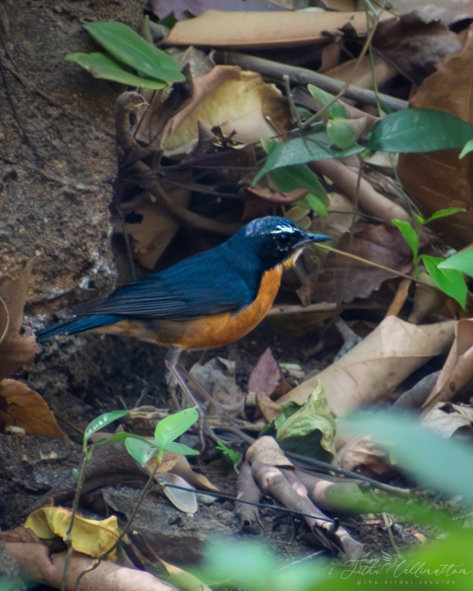 Indian Blue Robin - ML616461669
