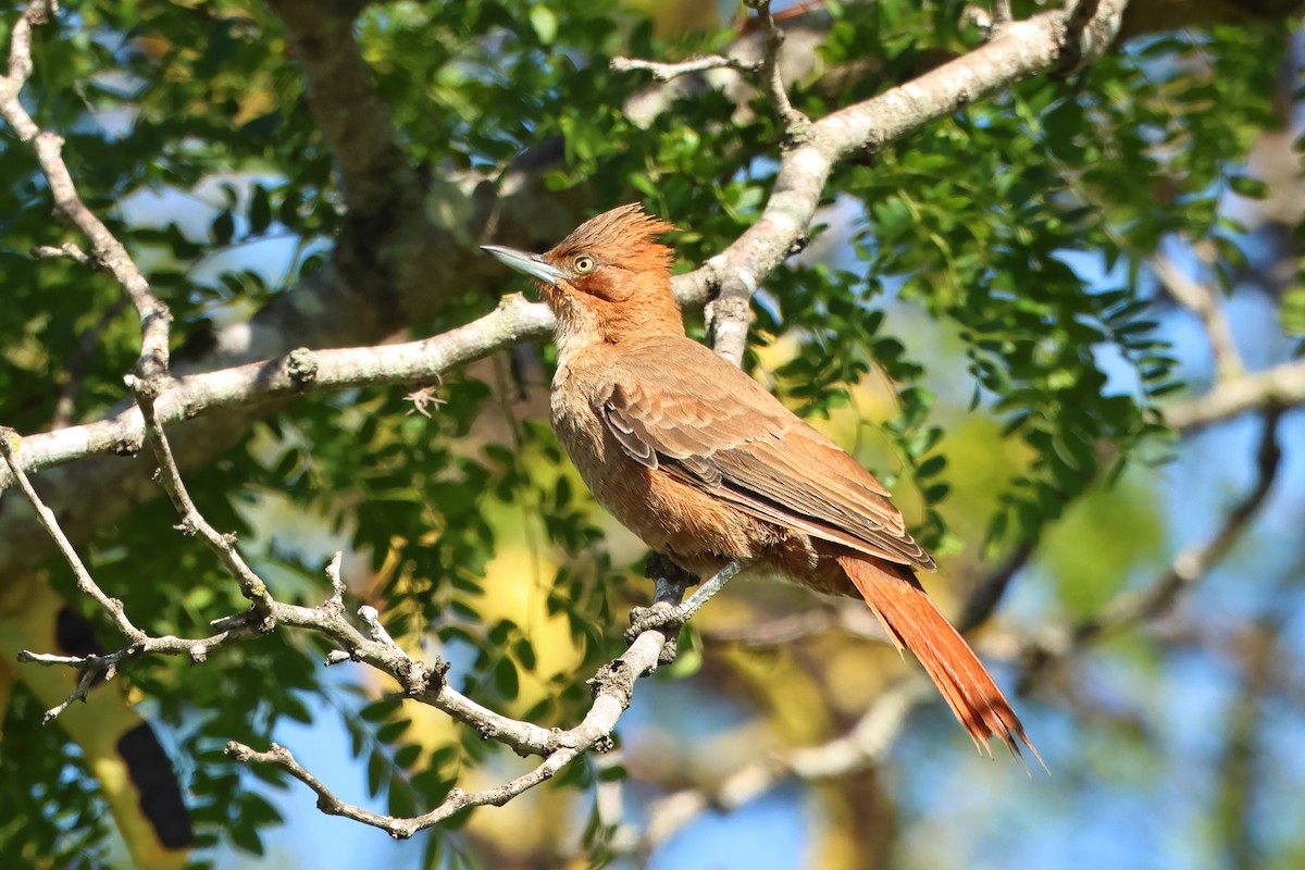 Brown Cacholote - Serge Rivard