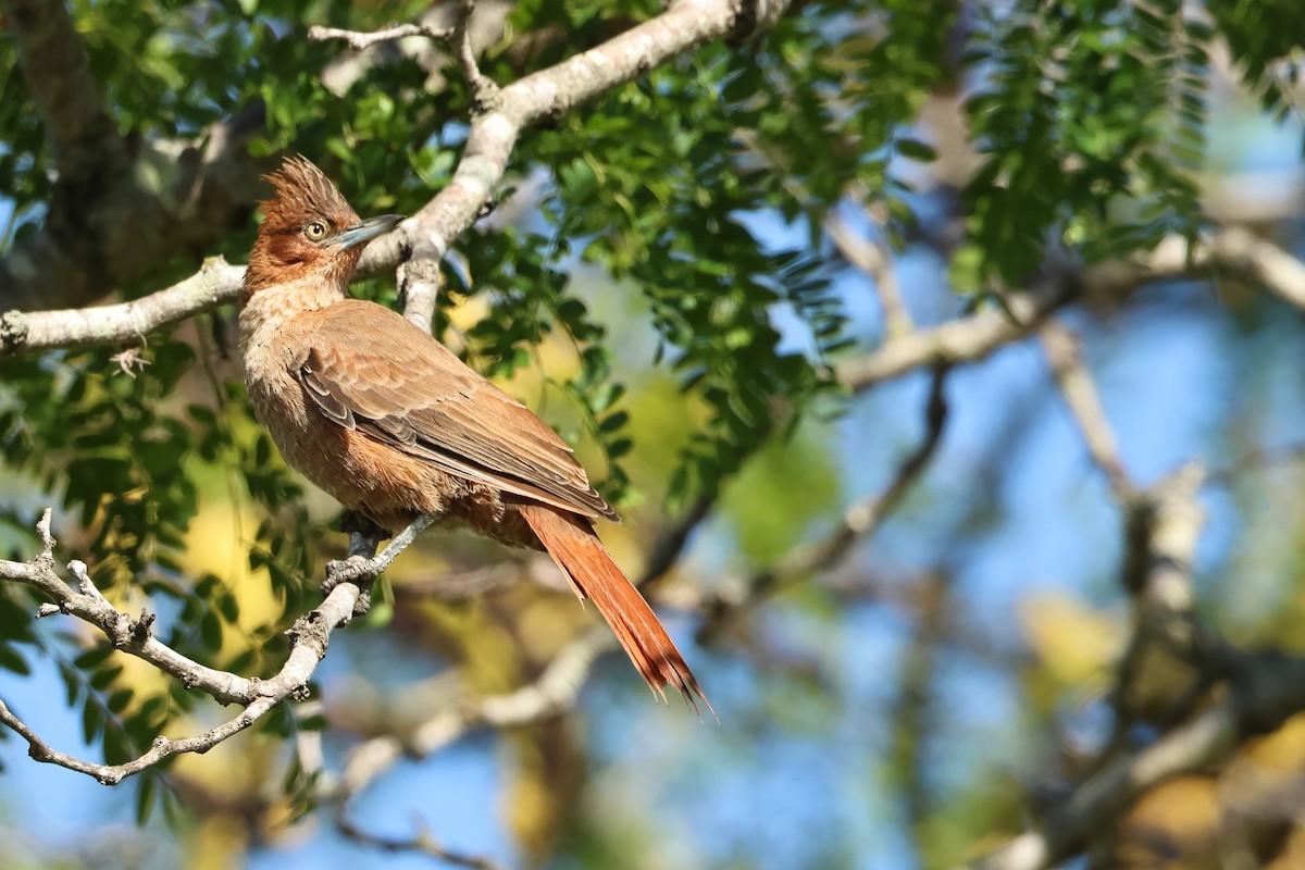 Brown Cacholote - Serge Rivard