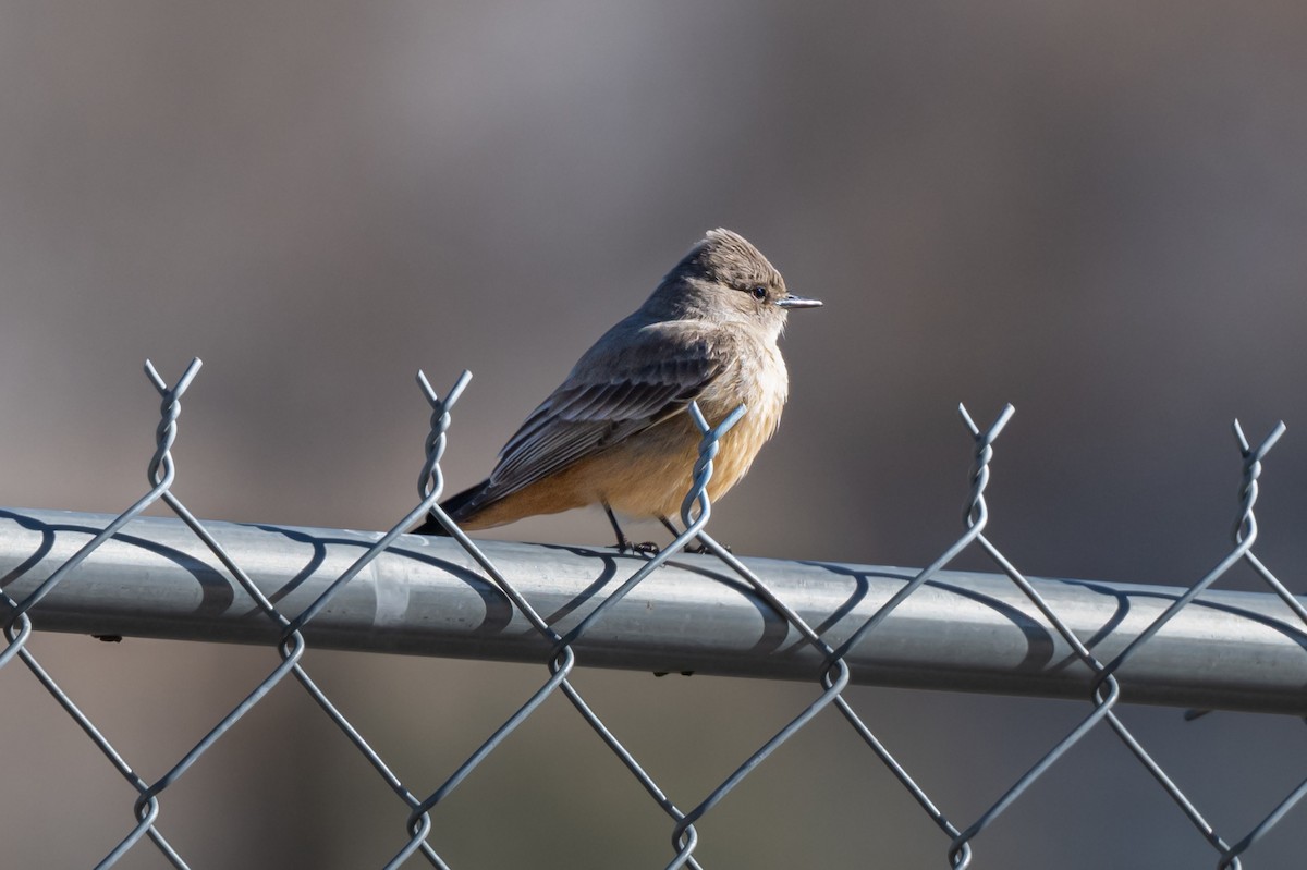 Say's Phoebe - ML616461715