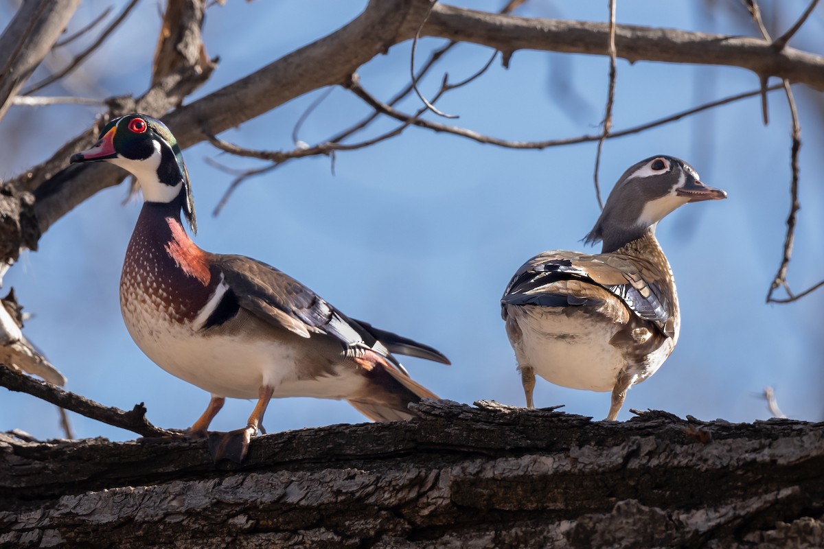 Wood Duck - ML616461730