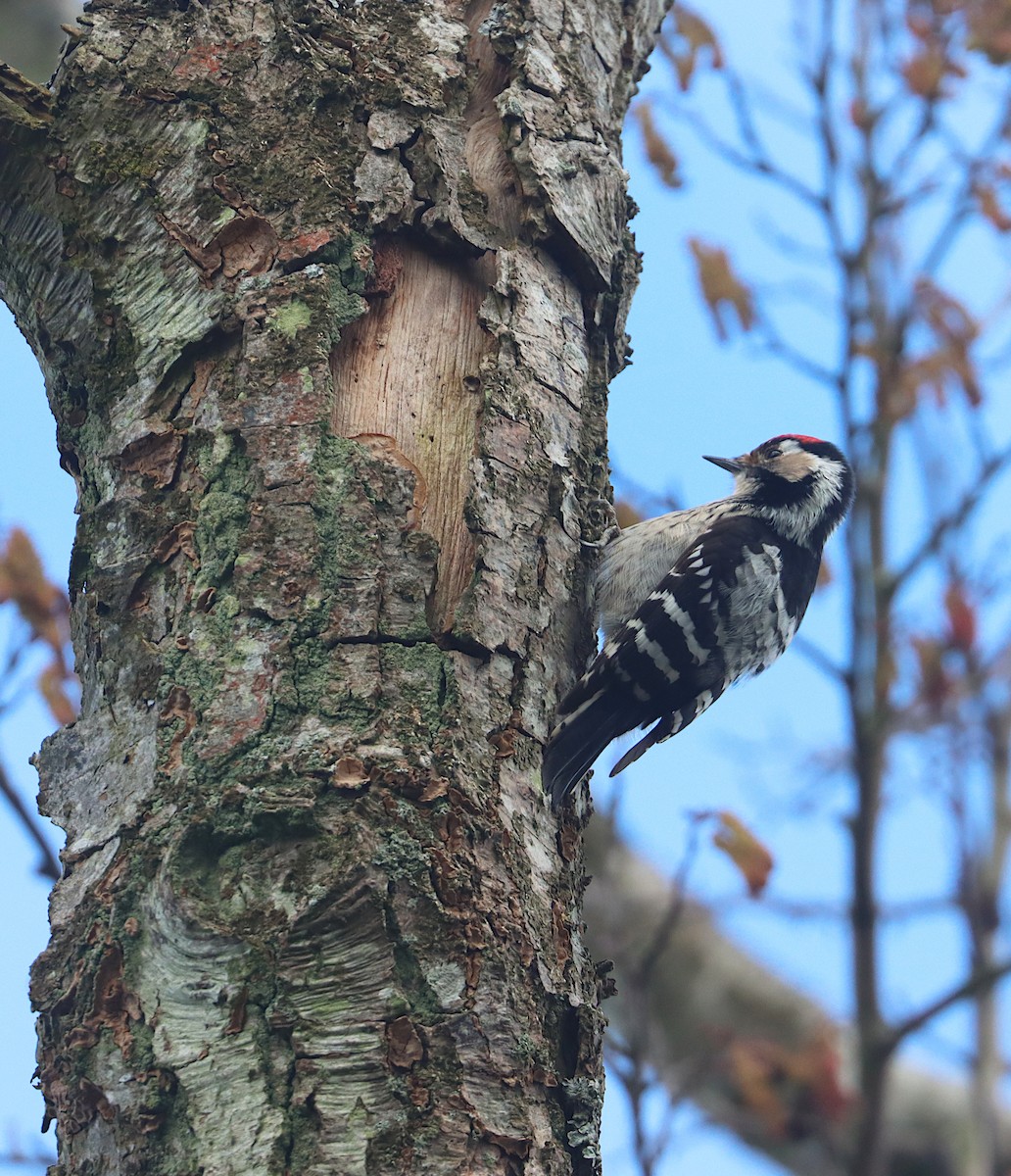 Lesser Spotted Woodpecker - ML616461748