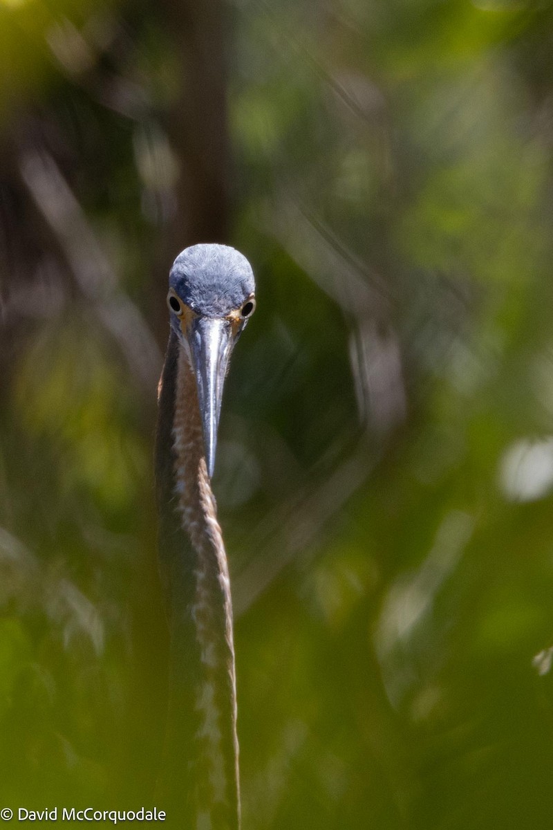 Tricolored Heron - ML616461781