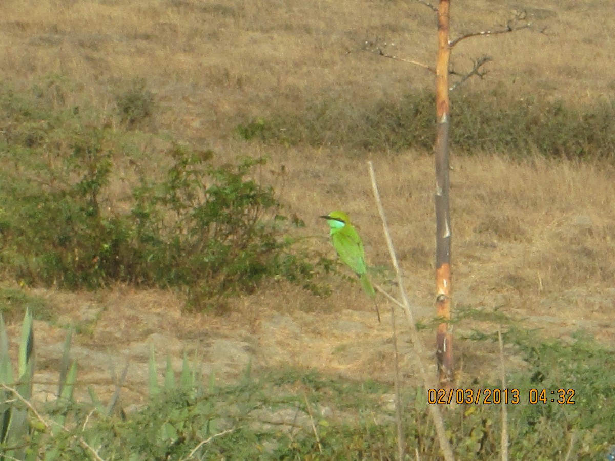 Asian Green Bee-eater - ML616461784