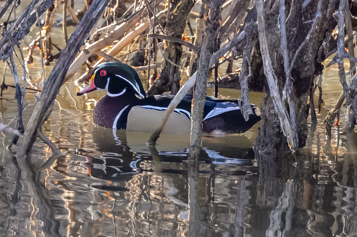 Wood Duck - ML616461809