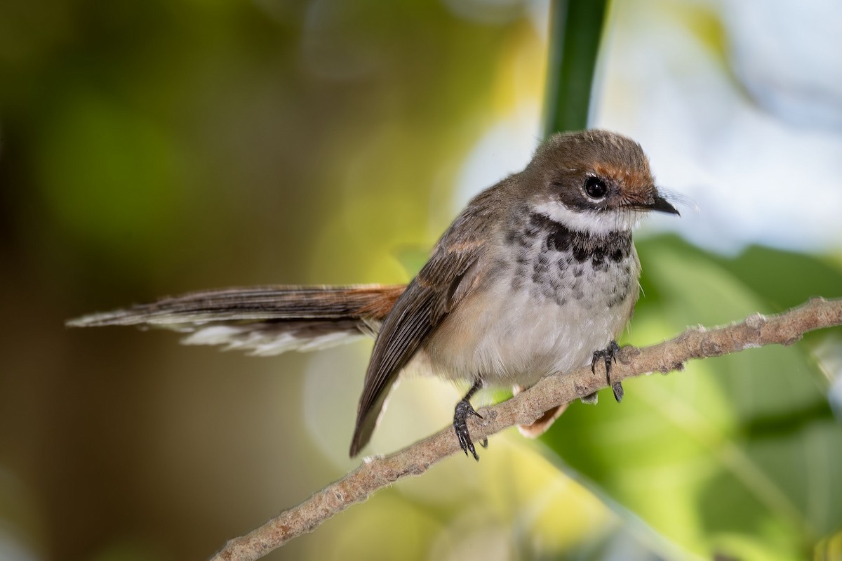 Arafura Fantail - ML616461828