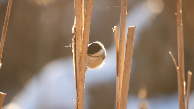 Black-capped Chickadee - ML616461835