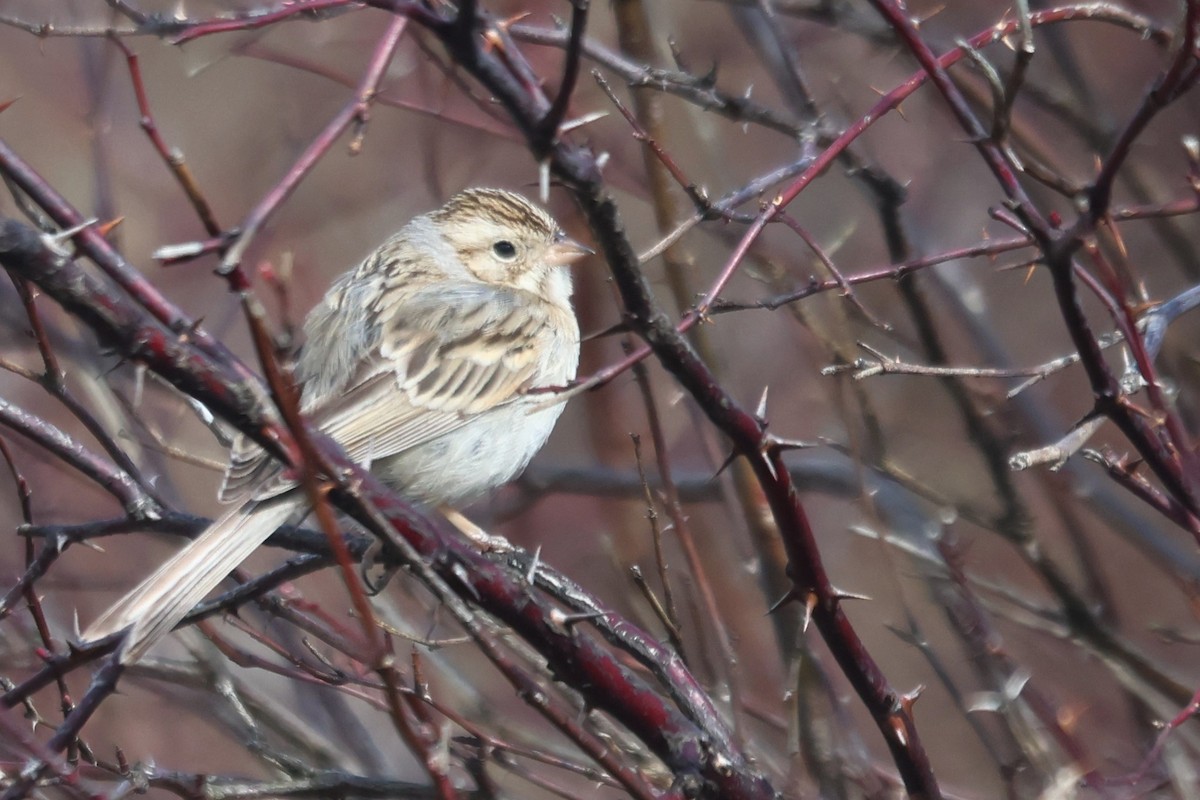 Clay-colored Sparrow - ML616461855
