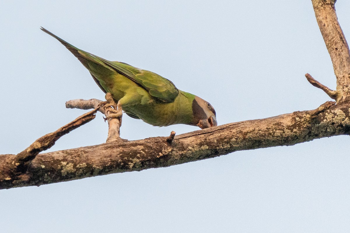 Red-breasted Parakeet - ML616461877