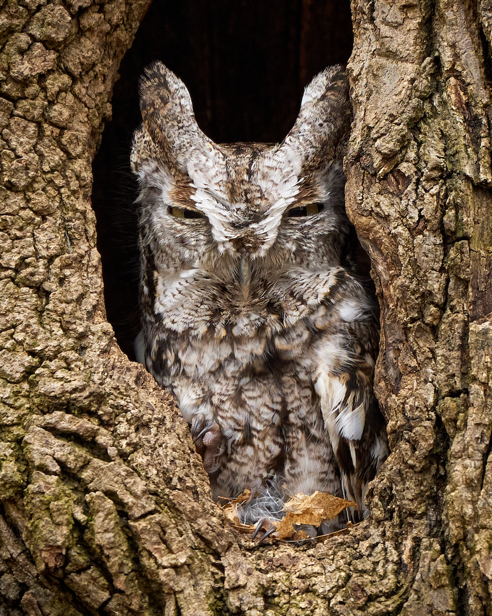 Eastern Screech-Owl - ML616461887