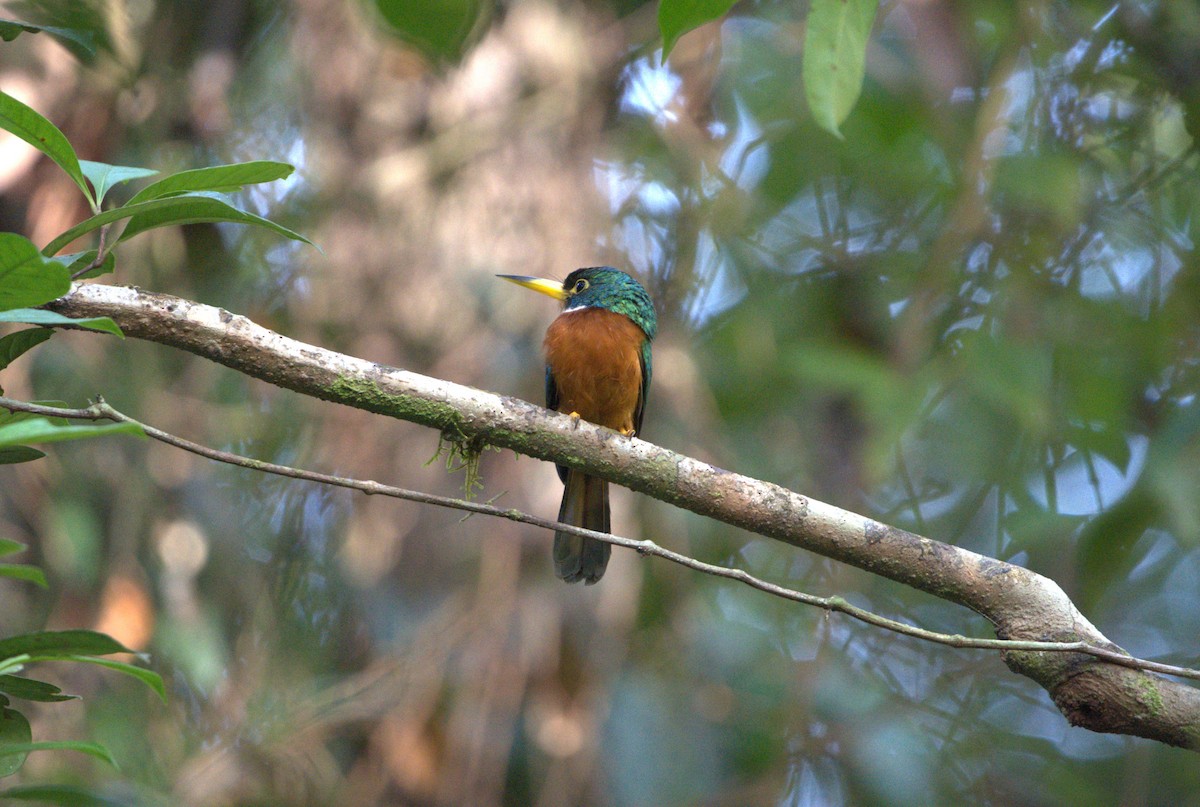 Yellow-billed Jacamar - Gabriel  Naudet